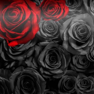 Printed Design - Black Roses